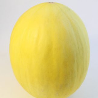 Honigmelone 1 Stück