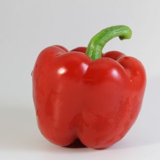 Paprika rot