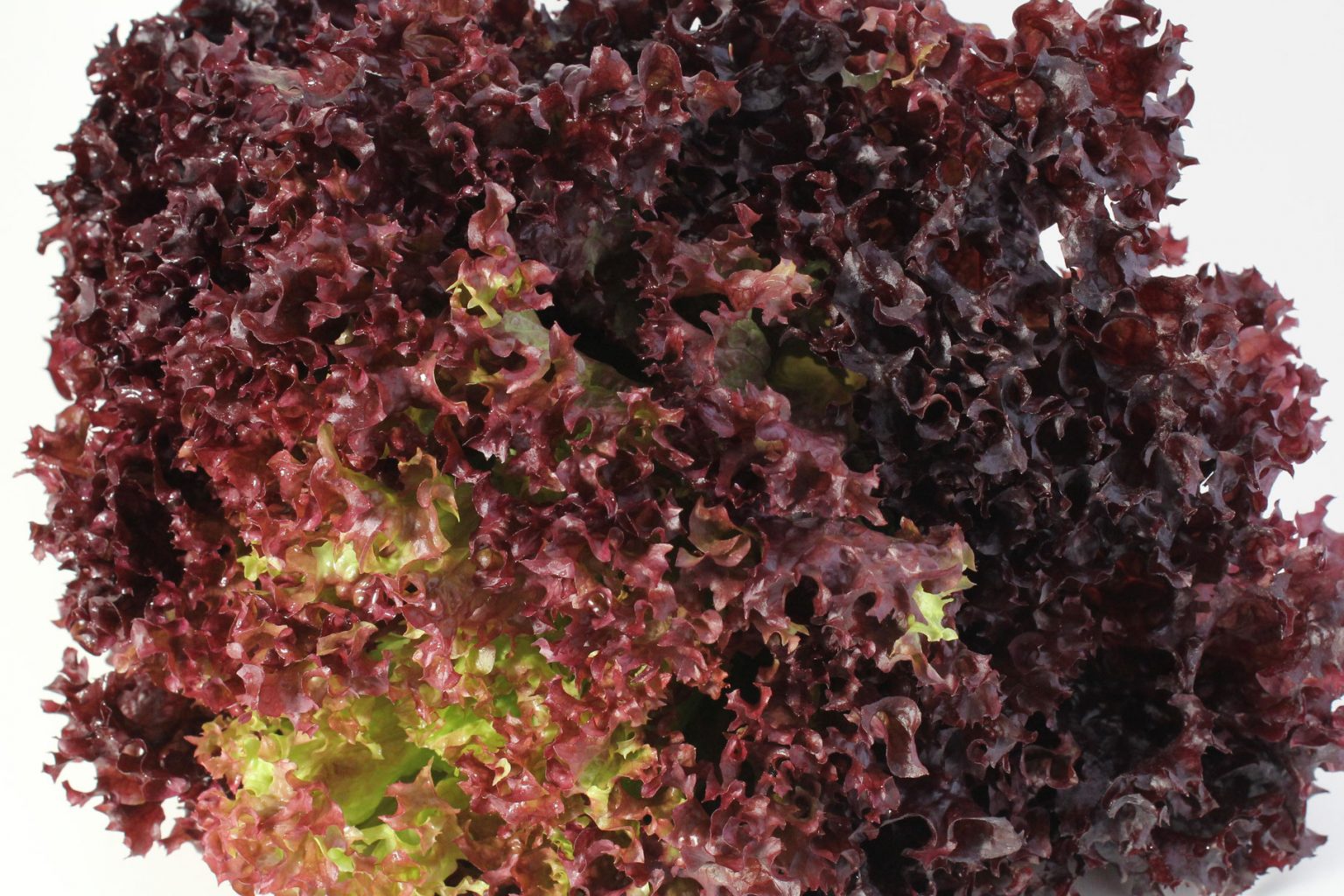 Lollo Rosso Salat – Weihe Webshop